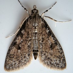 Palpita arsaltealis