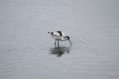 Recurvirostra avosetta