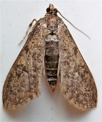 Palpita aenescentalis
