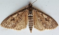 Palpita aenescentalis