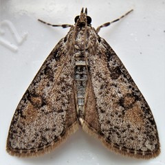 Palpita aenescentalis