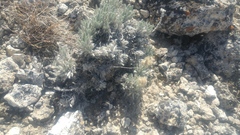 Oreocarya spiculifera