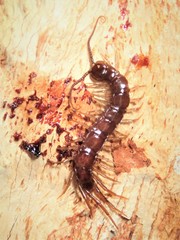 Lithobius peregrinus