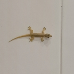 Hemidactylus platyurus