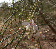Moringa peregrina
