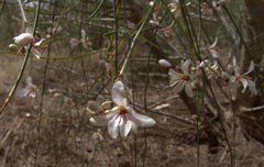 Moringa peregrina