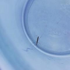 Hydrometra stagnorum