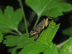 Panorpa connexa