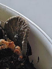 Fungi