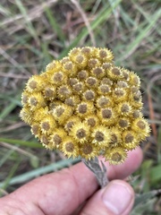 Helichrysum auriceps