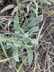 Helichrysum auriceps