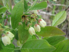 Vaccinium myrtilloides image