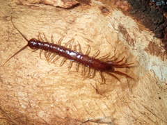 Lithobius peregrinus