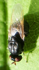 Berkshiria albistylum