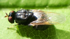 Berkshiria albistylum