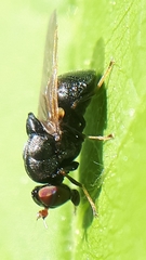 Berkshiria albistylum