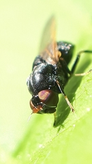 Berkshiria albistylum