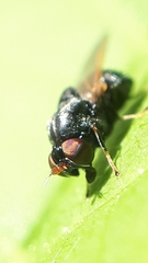 Berkshiria albistylum