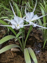 Hymenocallis rotata
