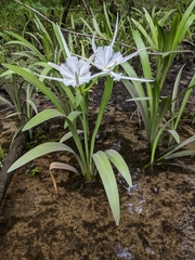 Hymenocallis rotata