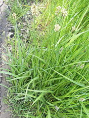Carex otrubae