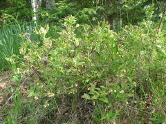 Vaccinium myrtilloides image