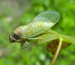 Cicadetta montana