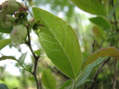 Vaccinium myrtilloides image