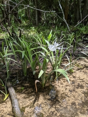 Hymenocallis rotata
