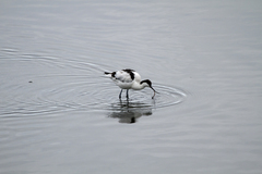 Recurvirostra avosetta