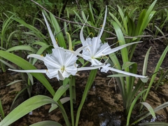 Hymenocallis rotata