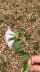 Richardia grandiflora