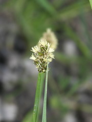 Carex otrubae