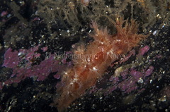 Dendronotus