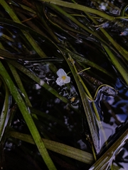 Sagittaria kurziana