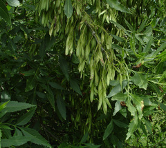 Fraxinus angustifolia syriaca