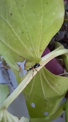 Cylas formicarius