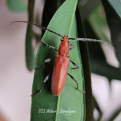 Allotraeus orientalis