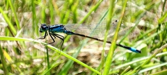 Ischnura elegans