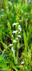 Spiranthes aestivalis