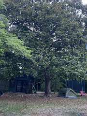 Magnolia grandiflora
