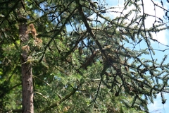 Lophophanes cristatus