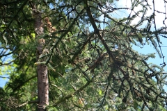 Lophophanes cristatus