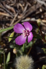 Clarkia lassenensis