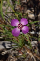 Clarkia lassenensis