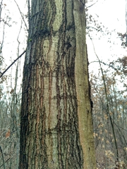 Quercus rubra