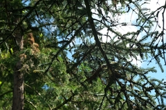 Lophophanes cristatus