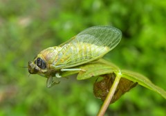 Cicadetta montana