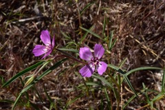 Clarkia lassenensis