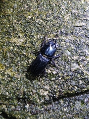 Figulus binodulus